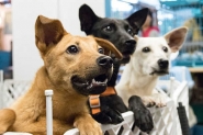 Grande número de animais para adoção preocupa Agapa