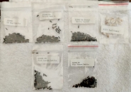 Moradora de Gaspar j� recebeu sementes misteriosas da China