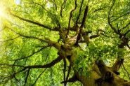 Dia da �rvore: data sugere cuidados com a natureza