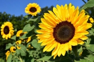 Primavera come�a nesta ter�a-feira
