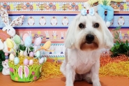 Fam�lia procura por cachorro desaparecido no bairro Santa Terezinha