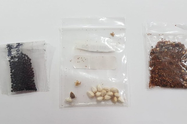Fungos, bact�rias e �caros s�o encontrados em sementes recebidas da China