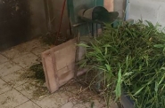 Homem perde ponta de tr�s dedos em triturador de cana em Ilhota