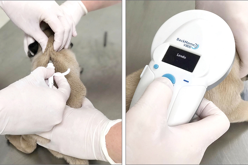 Animais acolhidos pela Agapa recebem microchips de identificação
