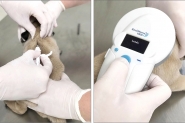 Animais acolhidos pela Agapa recebem microchips de identifica��o