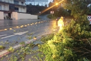 Bombeiros de Gaspar registram duas quedas de �rvores ap�s temporal da madrugada