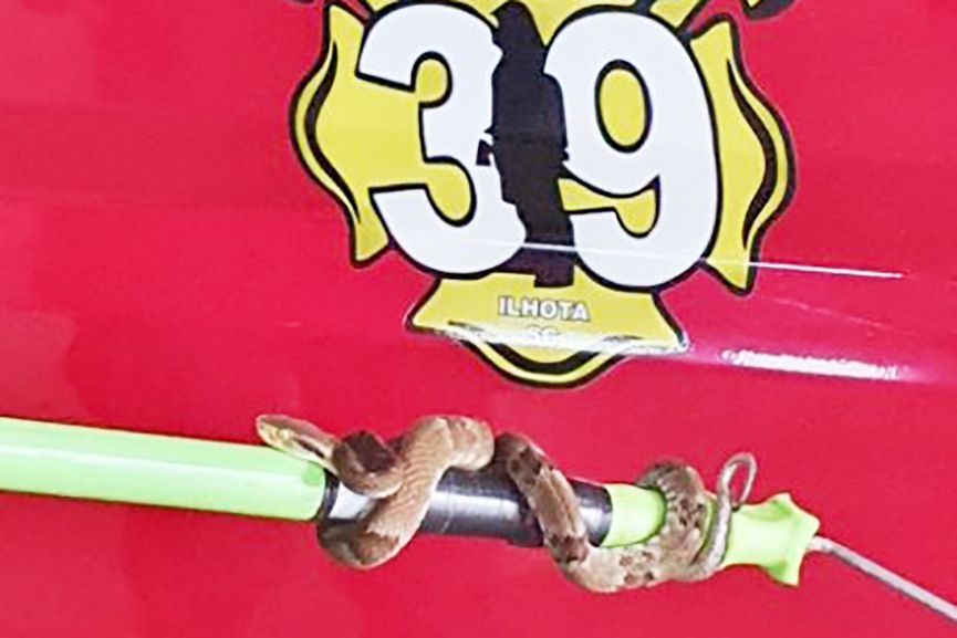 Bombeiros de Ilhota s�o acionados para capturar jararaca