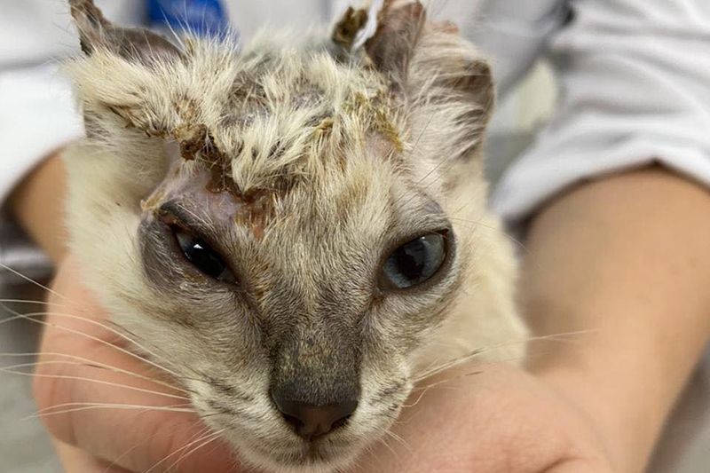 Gato � resgatado com queimadura de �leo e ONG arrecada dinheiro para tratamento