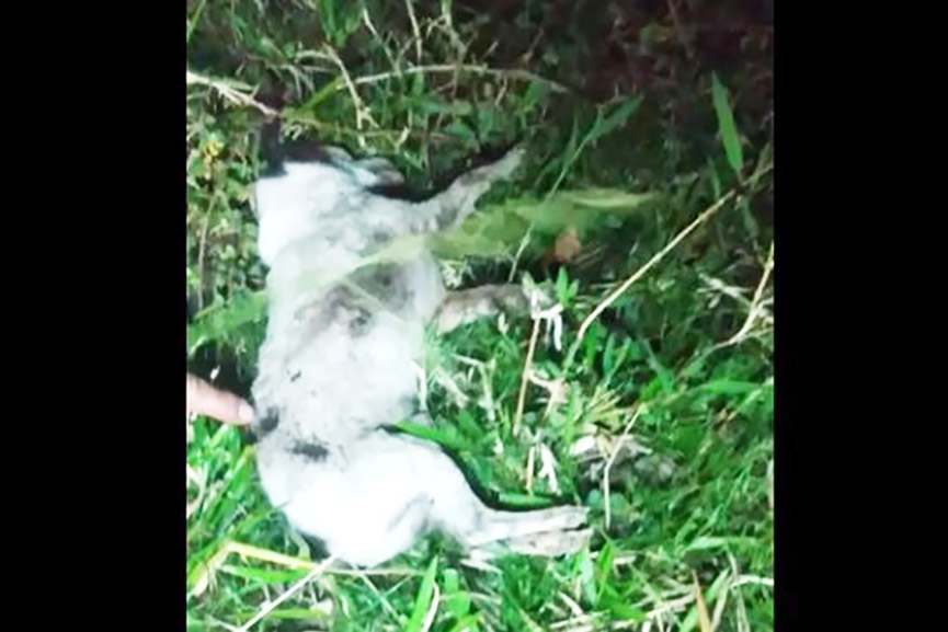Crueldade: c�o � morto a facadas em Ilhota