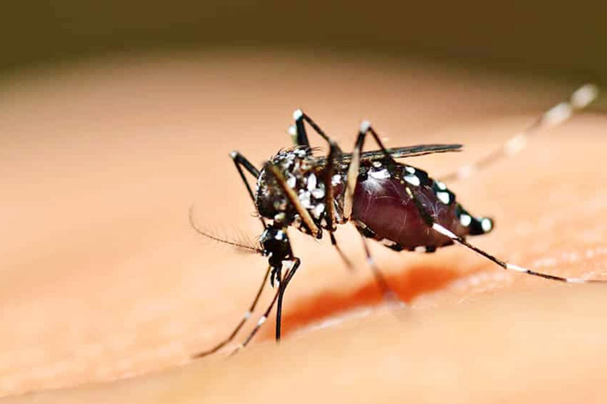 Santa Catarina registra primeiro caso de febre amarela em 2021