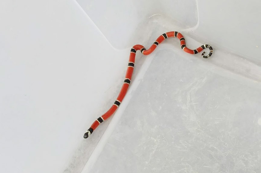 Cobra coral é capturada em loja no Centro de Gaspar