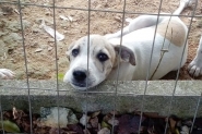 S�bado tem feirinha de ado��o de c�es e gatos no Centro de Gaspar