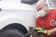 Gato preso em paralama de carro � resgatado pelos bombeiros de Gaspar