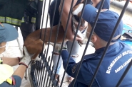 C�o fica preso em lan�a de metal de port�o ao tentar fugir de casa no Santa Terezinha