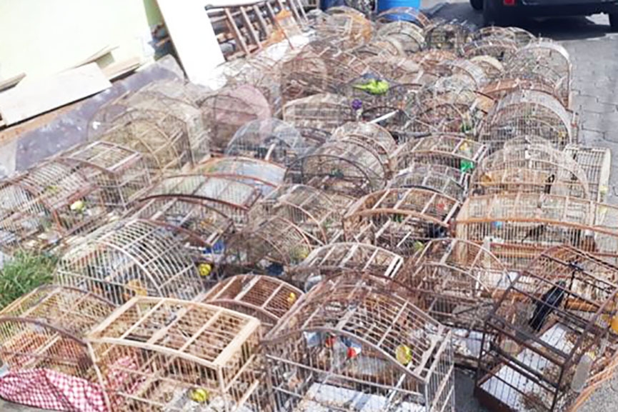 Pol�cia Ambiental recolhe gaiolas com 57 p�ssaros silvestres em Gaspar