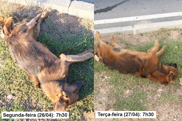 Descaso na causa animal: ap�s 24h, c�o morto n�o � recolhido em Gaspar
