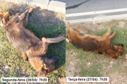 Descaso na causa animal: ap�s 24h, c�o morto n�o � recolhido em Gaspar