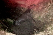 Cavalo � resgatado ap�s cair em vala no bairro Figueira, em Gaspar