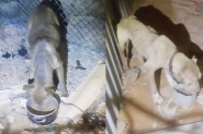 Morador do Santa Terezinha vai responder pelo crime de maus tratos ap�s manter c�es em situa��o prec�ria em Gaspar