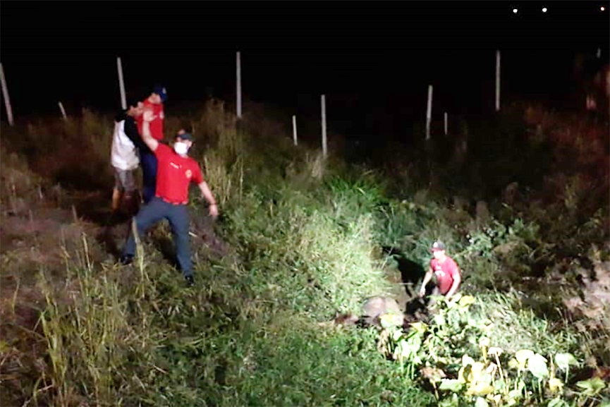 Bombeiros resgatam cavalo atolado em vala no bairro Santa Terezinha, em Gaspar