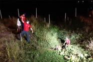Bombeiros resgatam cavalo atolado em vala no bairro Santa Terezinha, em Gaspar