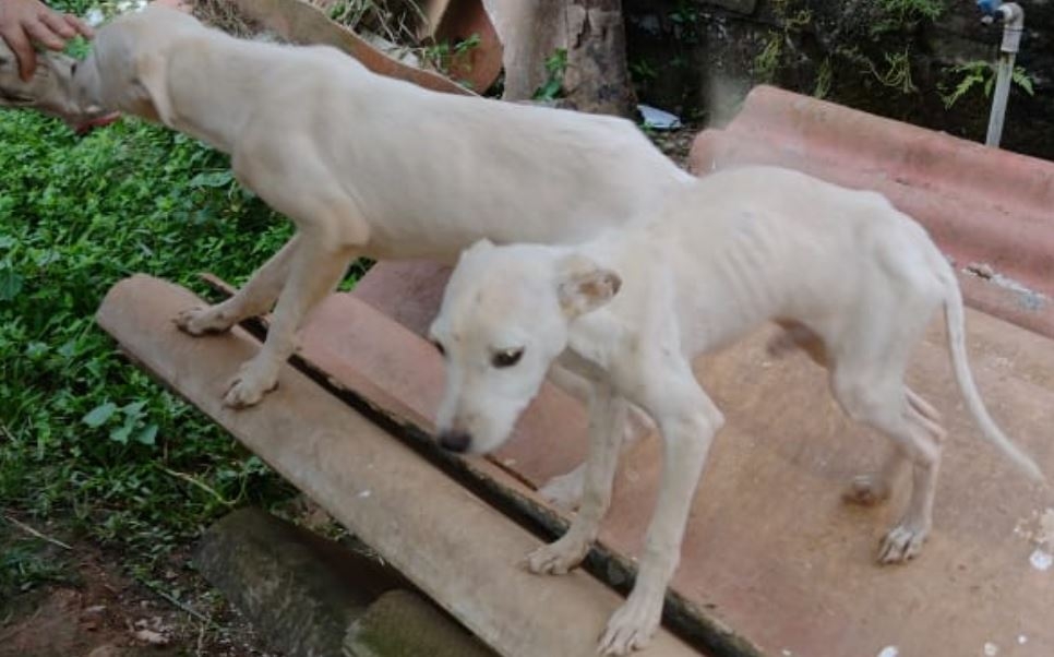Morador do Santa Terezinha � levado � delegacia pelo crime de maus-tratos contra animais