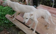 Morador do Santa Terezinha � levado � delegacia pelo crime de maus-tratos contra animais