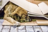 ONG de Gaspar d� dicas de como ajudar animais de rua nos dias de frio