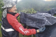 Geada toma conta de planta��o de pitayas no Belchior Alto, em Gaspar