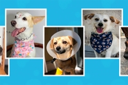 ONG de Gaspar lan�a cat�logo com animais dispon�veis para ado��o