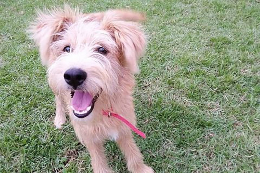ONG lan�a cat�logo com animais dispon�veis para ado��o em Gaspar