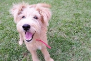 ONG lan�a cat�logo com animais dispon�veis para ado��o em Gaspar