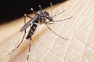 Gaspar na lista de cidades de SC infestadas pelo mosquito da dengue