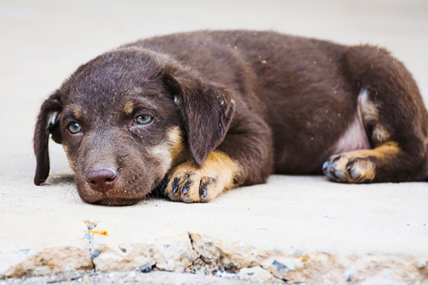 ONG que cuida de animais em Gaspar amea�a paralisar atendimentos 