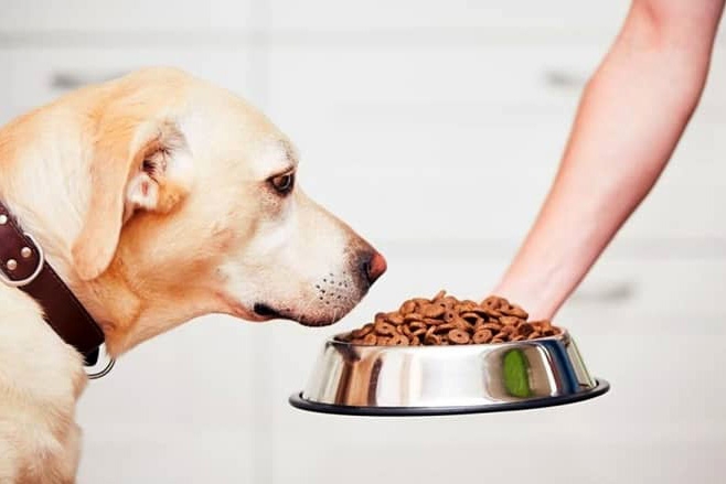 Palestra para empreendedores arrecada ra��o para ONG de animais em Gaspar