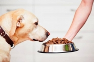Palestra para empreendedores arrecada ra��o para ONG de animais em Gaspar