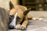 Justi�a obriga Prefeitura de Gaspar a arcar com atendimentos veterin�rios a animais resgatados