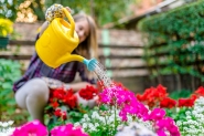 Villa D'It�lia: concurso vai eleger jardins mais bonitos do Alto Gasparinho