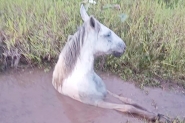 Bombeiros resgatam cavalo atolado em vala em Gaspar