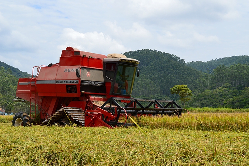 Come�a a colheita de arroz em Gaspar
