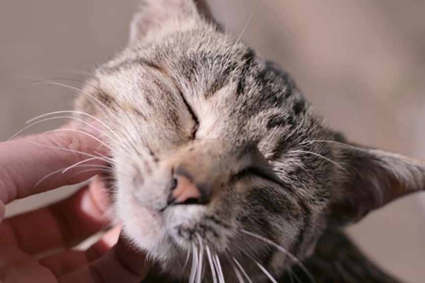 Homem que deu bebida alco�lica para gato e processou veterin�ria � condenado em SC 