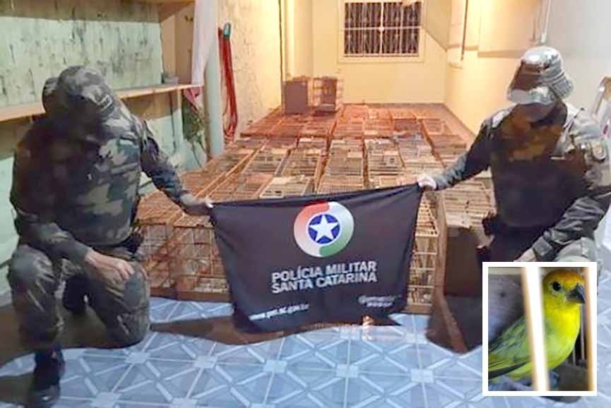 Pol�cia Ambiental resgata 280 can�rios usados em rinha em Gaspar