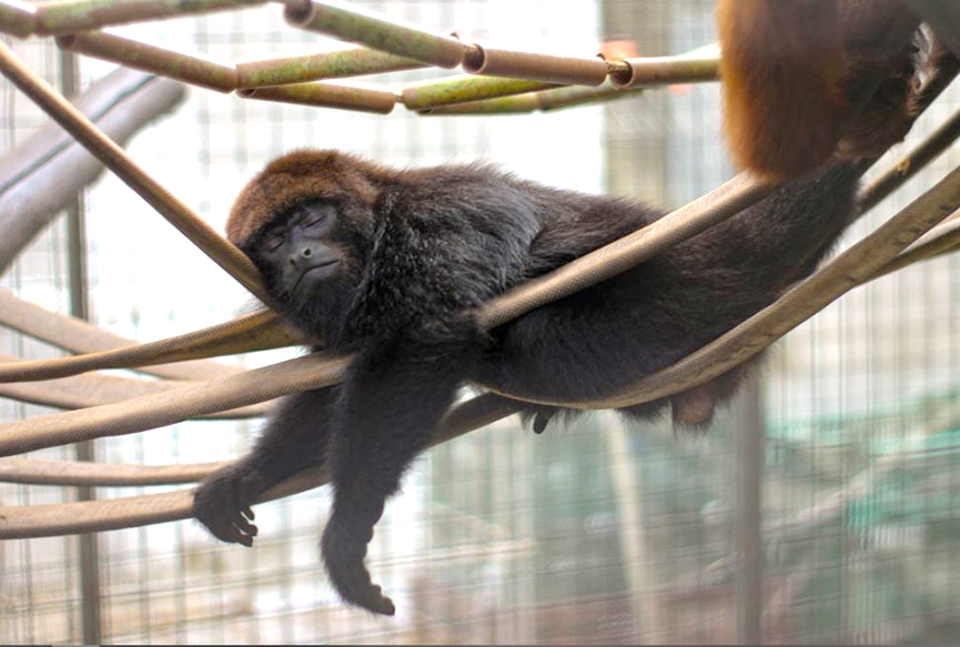 Gaspar vai ganhar 'Parque Natural Municipal do Bugio'