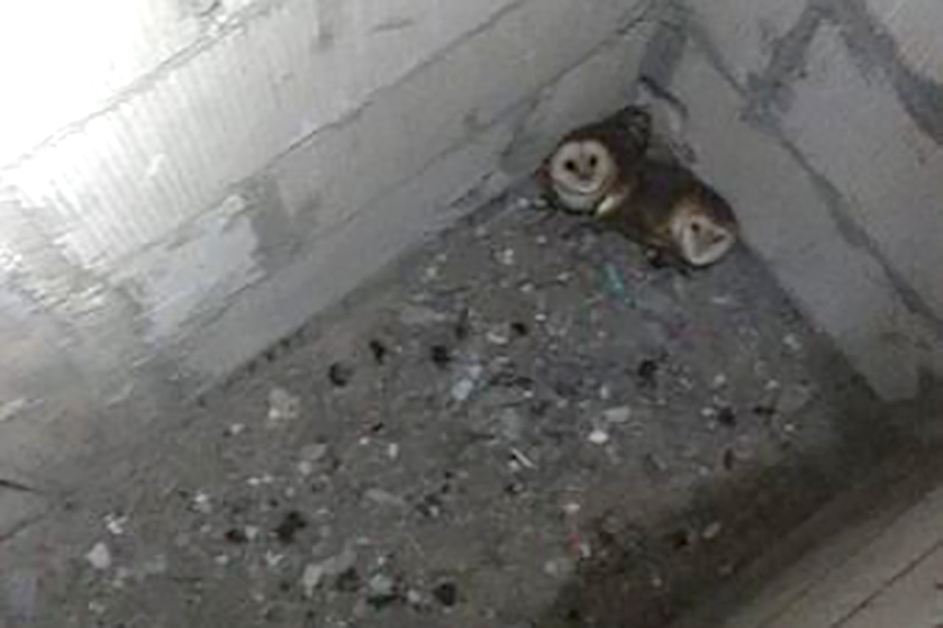 Bombeiros resgatam corujas presas em fosso em Ilhota