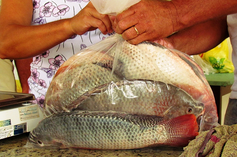 Confira o horário de atendimento dos pesqueiros de Gaspar na Semana Santa