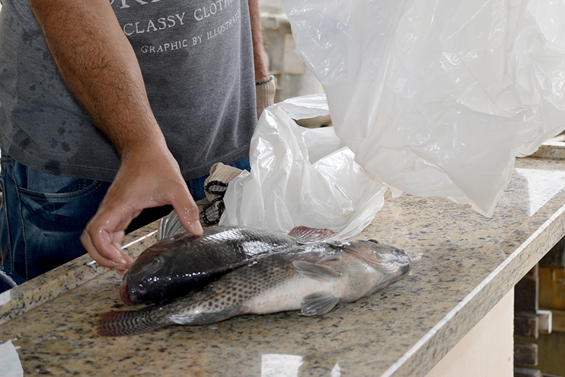 Vigilância em Saúde de Gaspar alerta sobre o consumo de peixes de má qualidade