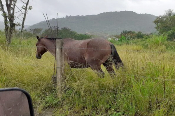 �rea verde em Gaspar � invadida para cria��o de cavalos e dep�sito de entulhos