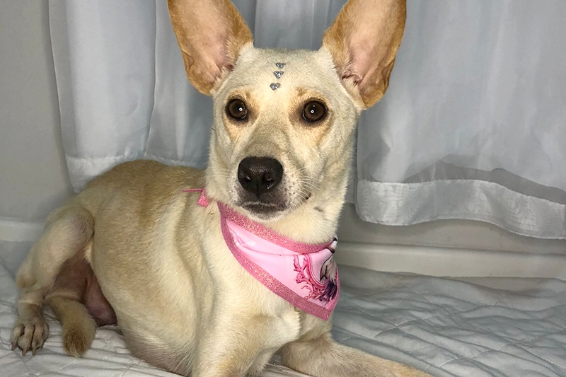 Cadela resgatada dispon�vel para ado��o em Gaspar