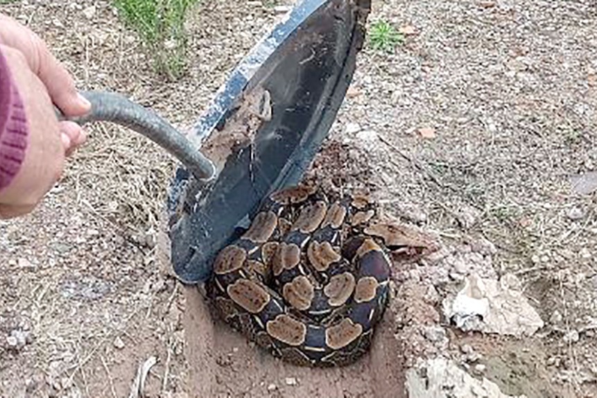 Jiboia de quase dois metros � capturada em terreno de empresa em Gaspar