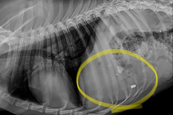 Raio-X mostra proj�til no t�rax de c�o abandonado em Gaspar